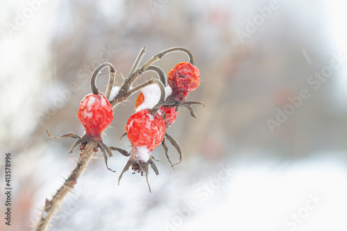 The red berries of a dogrose on a thorny Bush in the winter photo