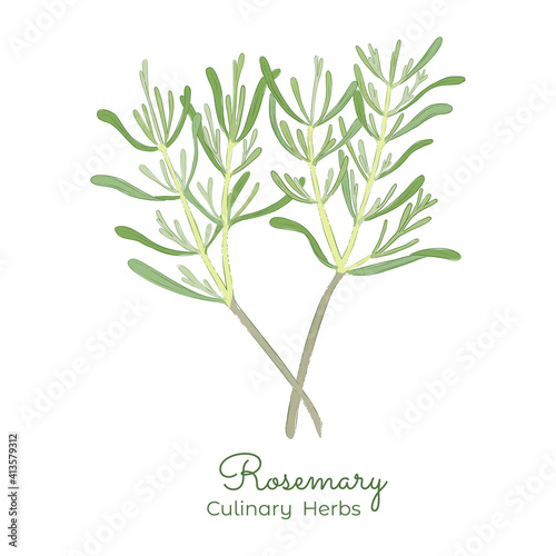 Hand Drawn Vector of Rosemary or Salvia Rosmarinus