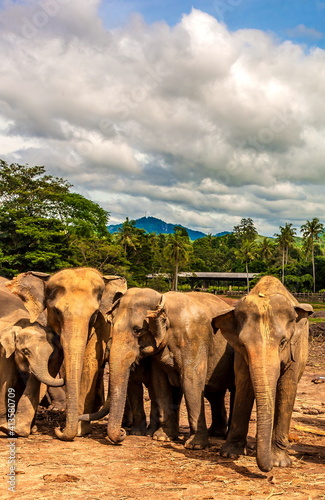 Elephant and egrets in Sri Lanka on the background of mountains, forests and sky with clouds © Александр Коликов