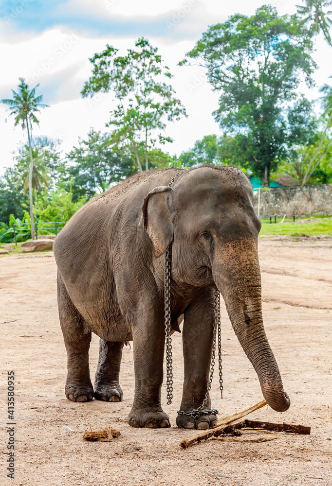 Obraz premium Elephant in Sri Lanka against the background of trees and sky with clouds