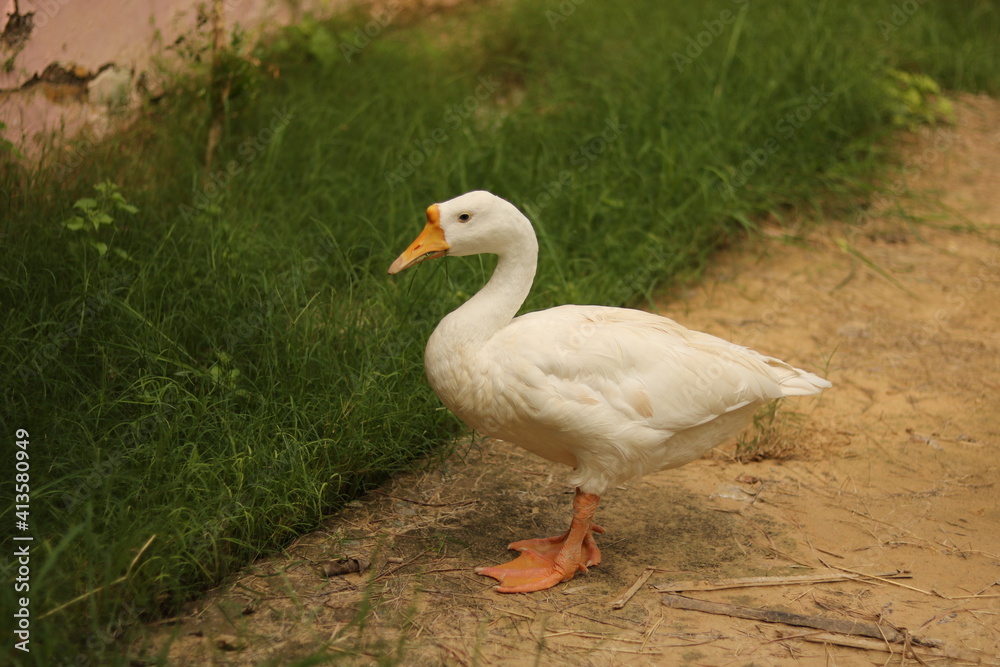 A white duck having green grass