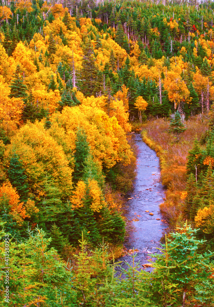 Fototapeta premium Nova Scotia woods with creek in fall