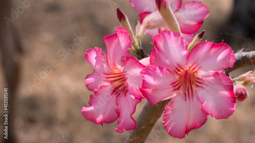 pink magnolia flowers