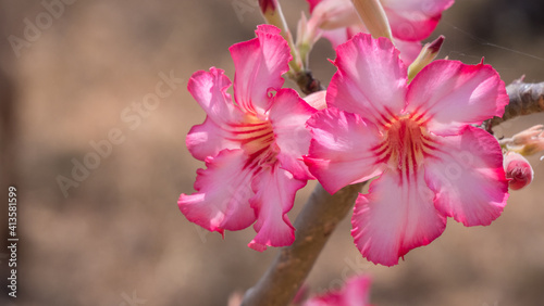 pink magnolia flower