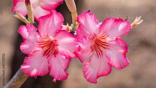 pink magnolia flower