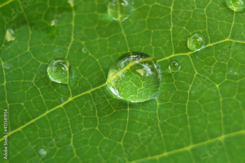 Photo Close-up Of Raindrops On Green Leaves