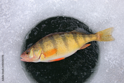 freshly-caught yellow perch panfish lying on ice hole photo