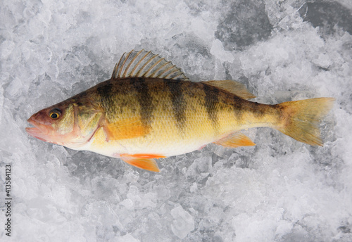 fresh caught yellow perch on lake ice