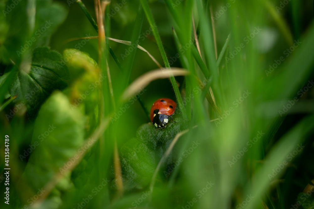 Fototapeta premium close up macro photography of ladybug with a shallow depth of field