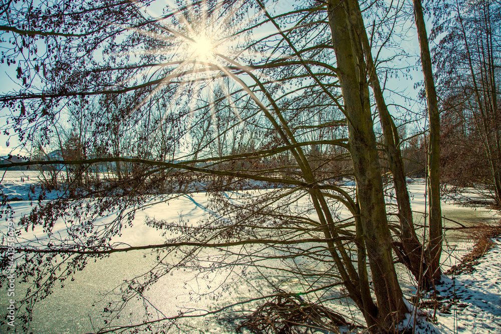 Naklejka premium Frozen snow Fish pond alder trees bending over against sunlight. Shore covered with ice crystals, water surface. horizon, blue sky winter background. Germany, Alzey, Rhineland Palatinate