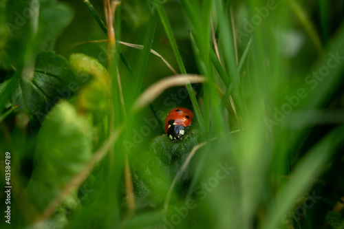 close up macro photography of ladybug with a shallow depth of field