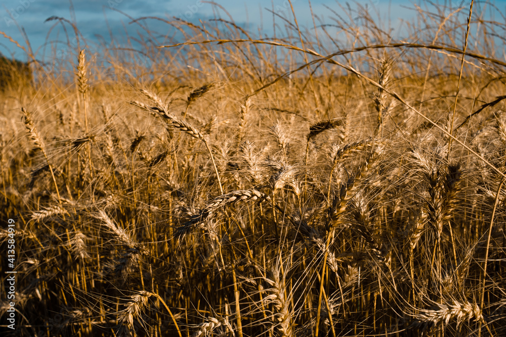 Fototapeta premium Cornfield and a blue sky