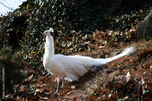 White peacock walking free in zoo