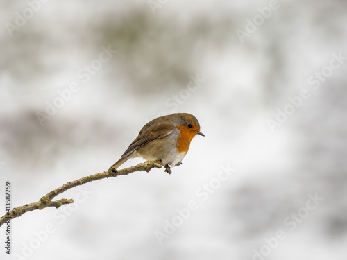 Erasian Robin in the Snow © Stephan Morris 