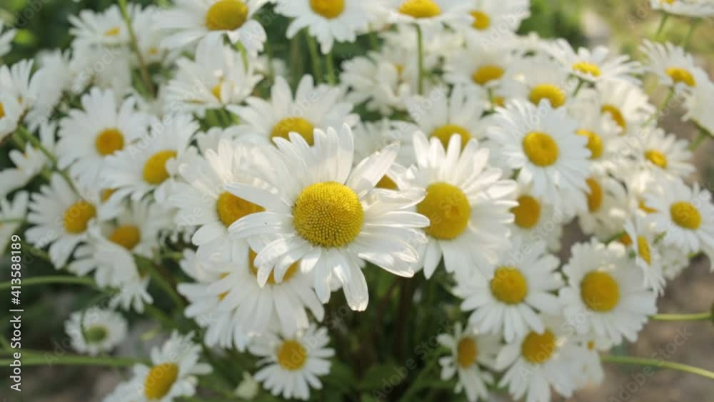 White Daisy flowers in a bouquet flutter in the wind. Wild chamomile flowers flutter in the wind against the background of the forest. White Daisy flowers in a bouquet flutter in the wind. Wild chamomile flowers flutter in the wind against the background of the forest.