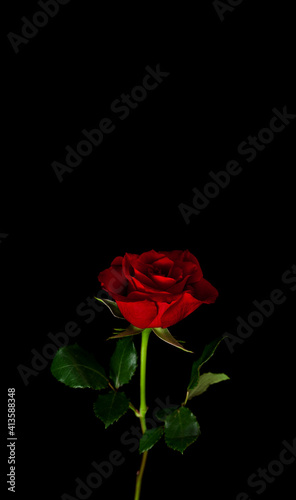 Fototapeta Naklejka Na Ścianę i Meble -  Red rose flower isolated on a black background.