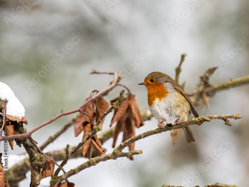 Erasian Robin in the Snow