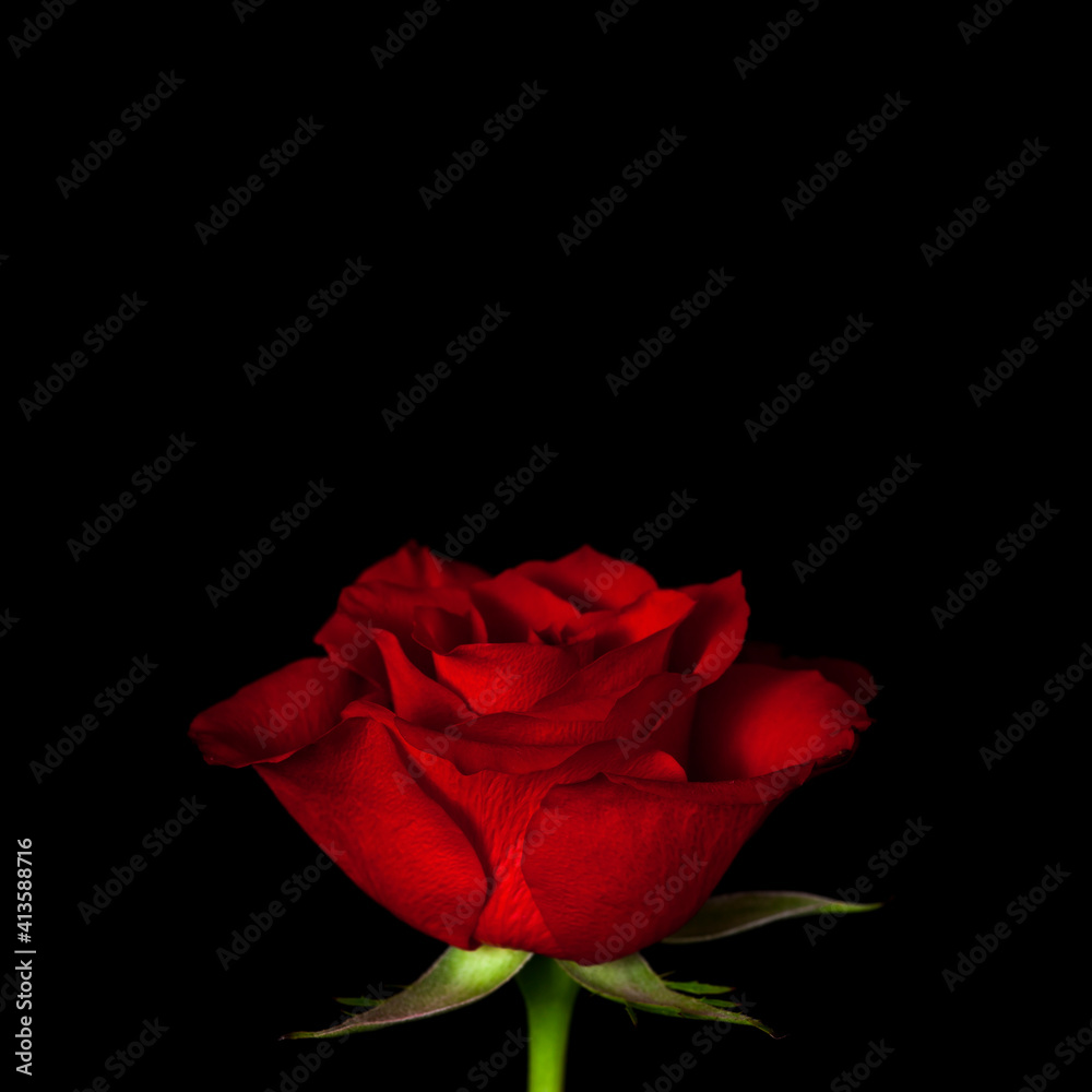 Red rose flower isolated on a black background. Red rose flower isolated on a black background.