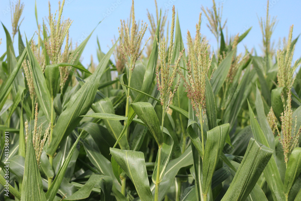 Obraz premium Pé de milho