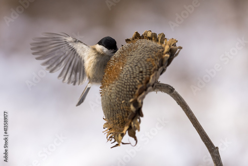 Parus major, Blue tit, marsh tit . A small bird sits on a sunflower plant and feeds sunflower seeds. Flight of the extended wing. Wildlife scenery. © Branislav