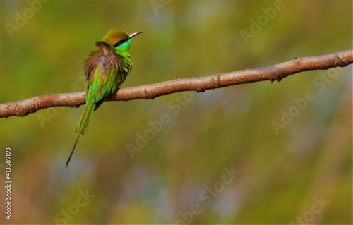 green beeeater bird