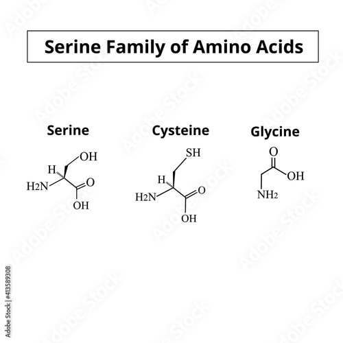 Serine family of amino acids. Chemical molecular formulas of the amino acids serine, cysteine, glycine. Vector illustration on isolated background