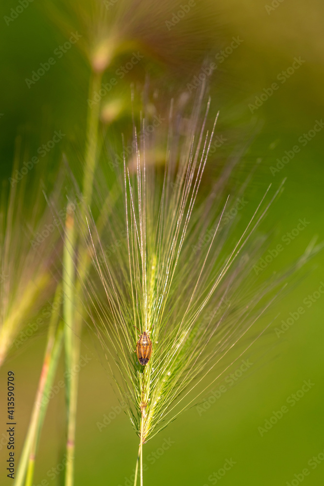 ears of wheat in the field ears of wheat in the field