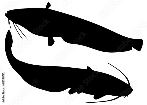 Big catfish fish in the set.