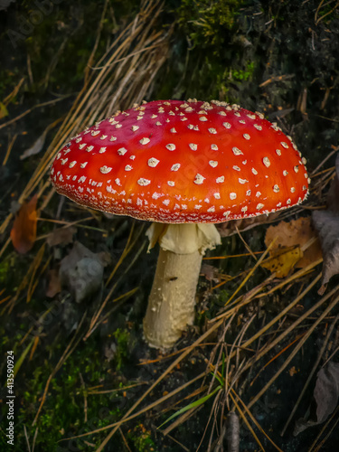 Fly agaric grown in the forest in autumn