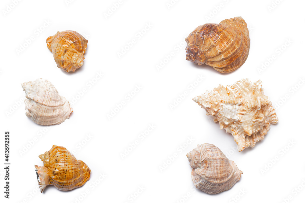 Seashell on a white background . An article about seashells. Vacation at the sea. Shopping by the sea. White background. Copy space