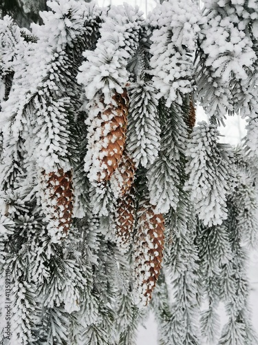 spruce in frost