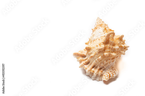 Seashell on a white background . An article about seashells. Vacation at the sea. Shopping by the sea. White background. Copy space