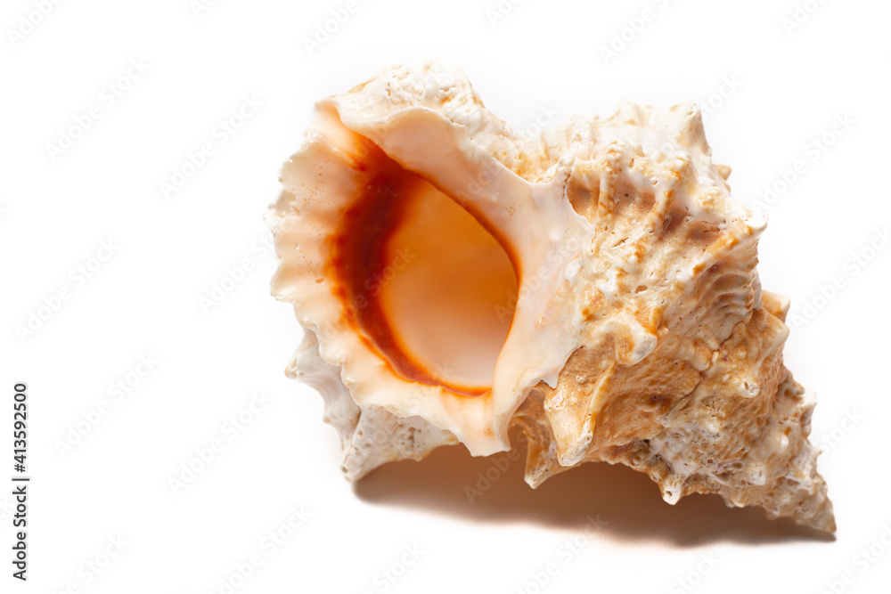 Seashell on a white background . An article about seashells. Vacation at the sea. Shopping by the sea. White background. Copy space Seashell on a white background . An article about seashells. Vacation at the sea. Shopping by the sea. White background. Copy space