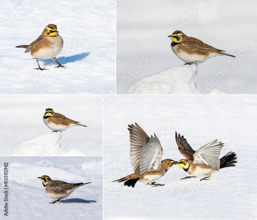 Collection of 5 Images of Horned Lark