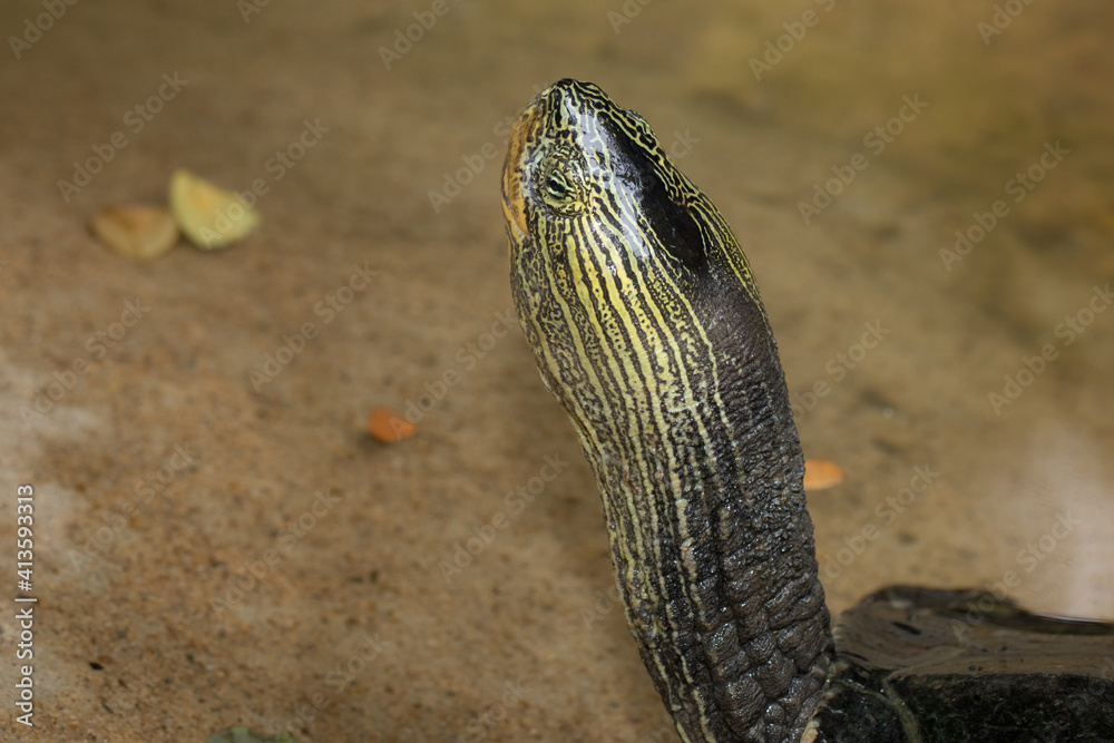 The turtle.