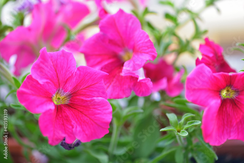 Vibrant purple and pink surfinia flowers  or petunia in bloom in summer. Background of group blooming petunia surfinia. Colorful decorative flowers on the balcony. Selective focus