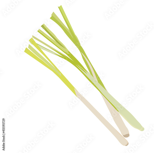 Lemon grass vector stock illustration close-up. Citronella for tea and medicine. Asian cooking. Green bunches, leek feathers. Isolated on a white background.