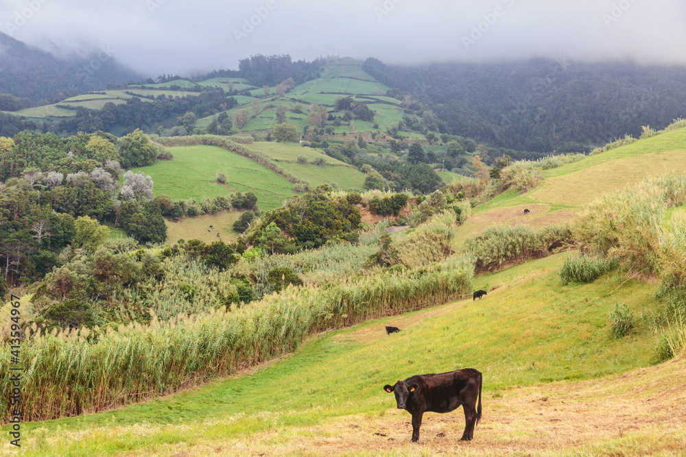 Cows grazing on the pasture in Sao Miguel, Portugal