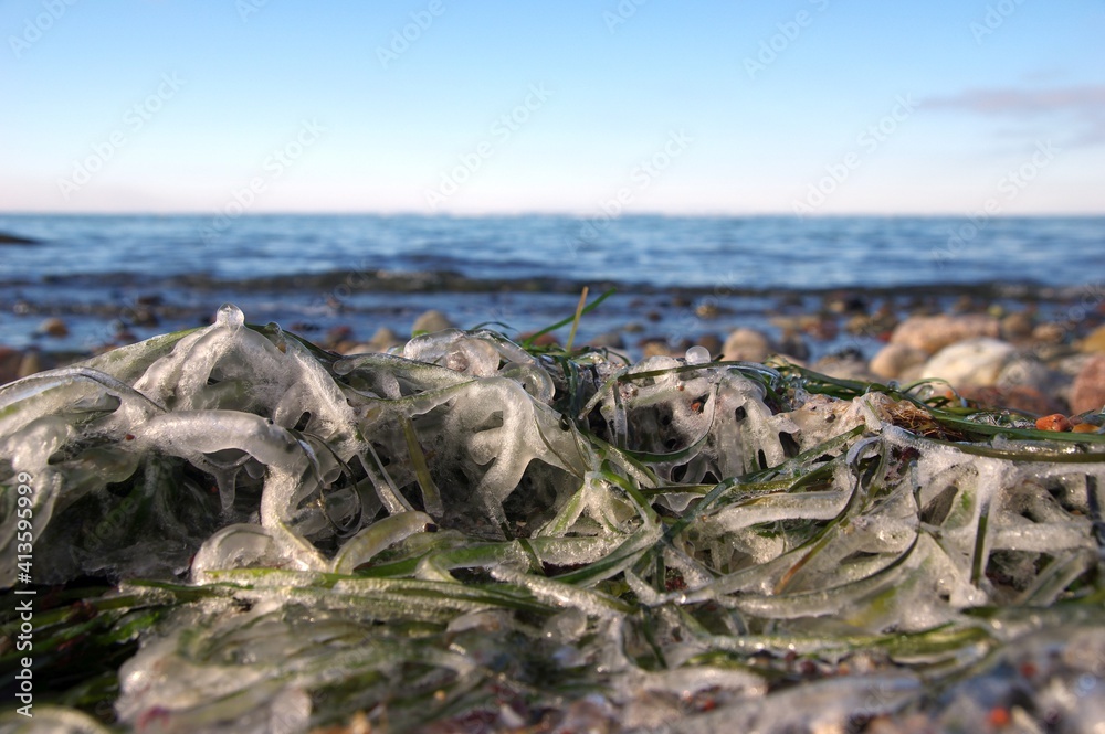 Überfrorene Algen an der Ostseeküste