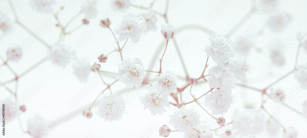 White flower on light background. Soft focus.