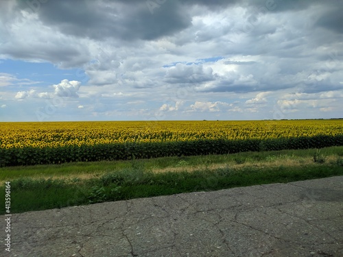 field of sunflowers
