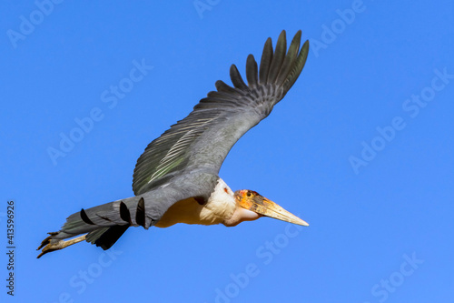 Photos An African marabou stork is flying over us