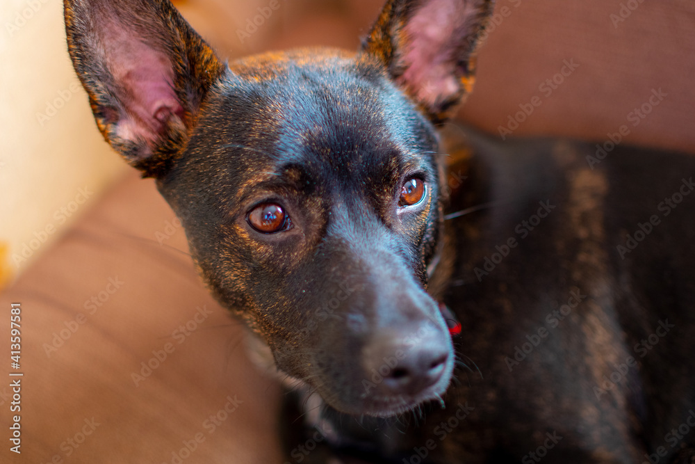 Portrait of a dog with brown eyes.