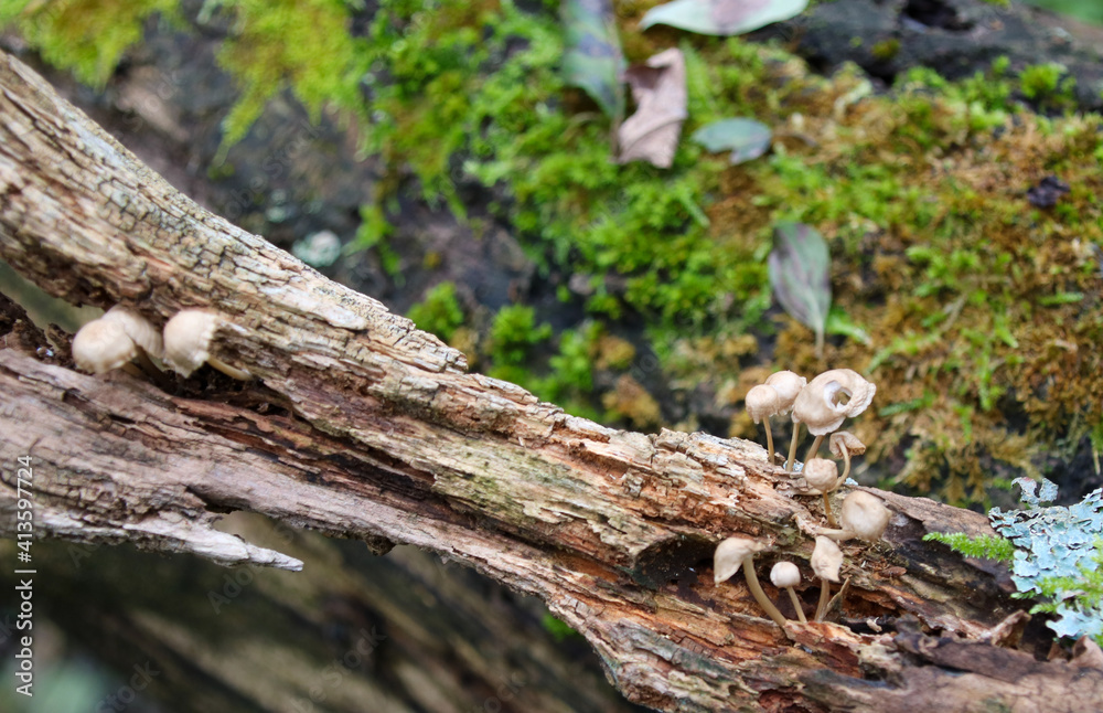 Obraz premium mushroom in the forest