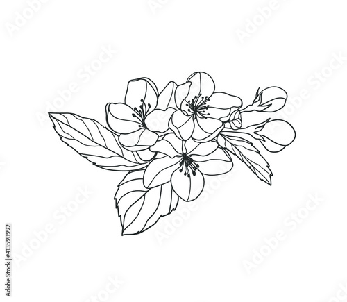 Blooming apple tree branch linear vector illustration black on white.
