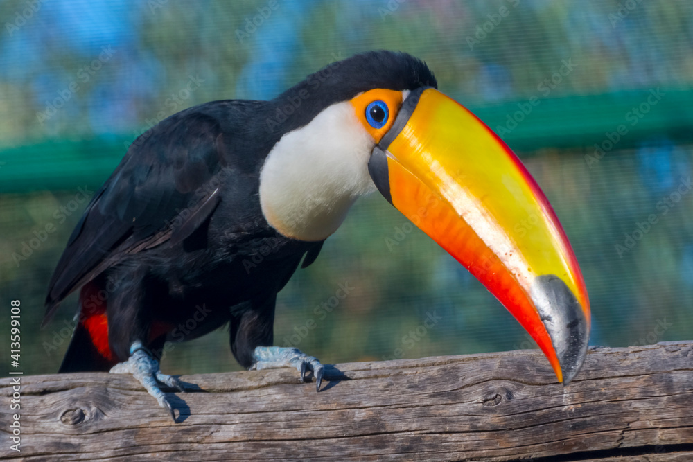 Naklejka premium South American toco or common toucan with a huge bill