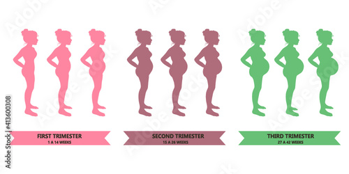 Pregnancy stages. Trimesters. Pregnant woman