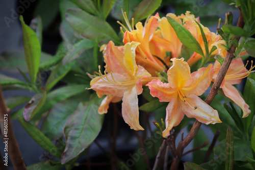 Yellow orange azalea blossoms blooming on a woody branch
