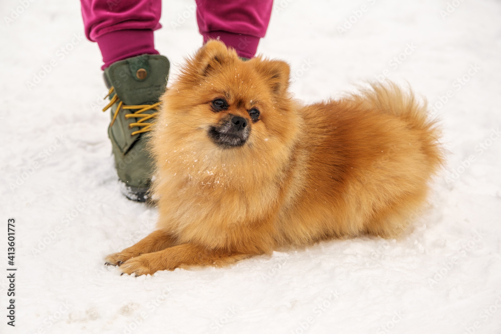 Pomeranian spitz playing on the snow Pomeranian spitz playing on the snow