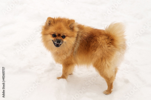 Pomeranian spitz playing on the snow © Andrey